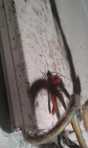Réf. 253 941 : Ophioninae inconnu